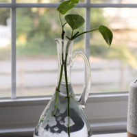 A glass pitched with a plant cutting in it.