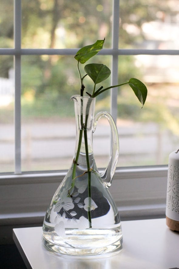 A glass pitched with a plant cutting in it.