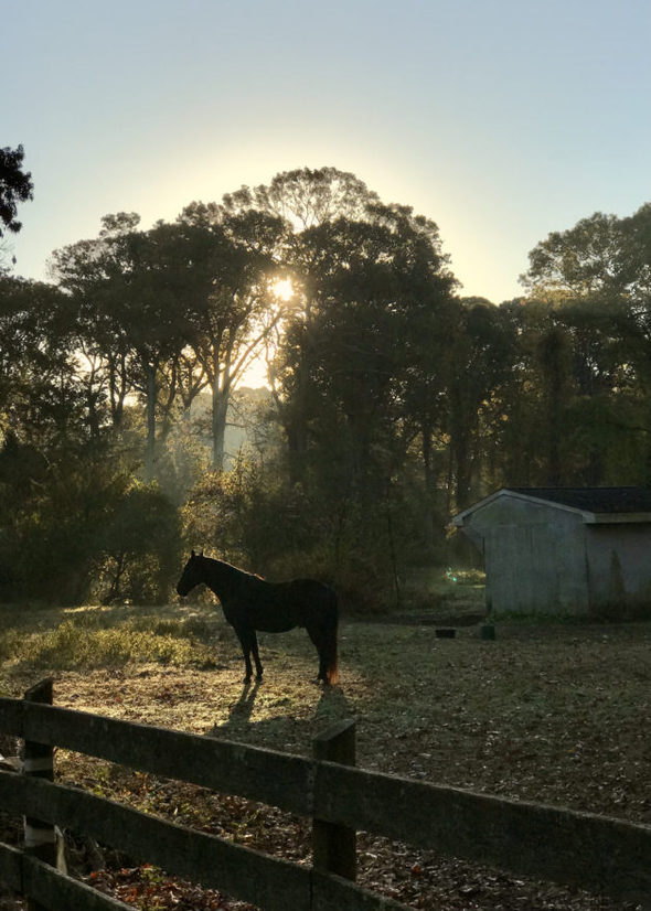 A horse in silhouette.