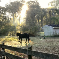 A horse in a field, lit by a sunbeam.