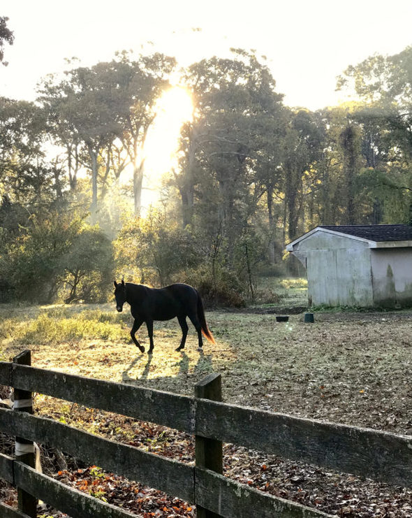 A horse in a field, lit by a sunbeam.