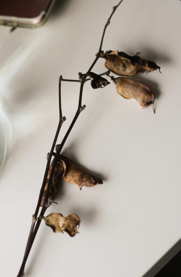 dry seed pods on a branch.