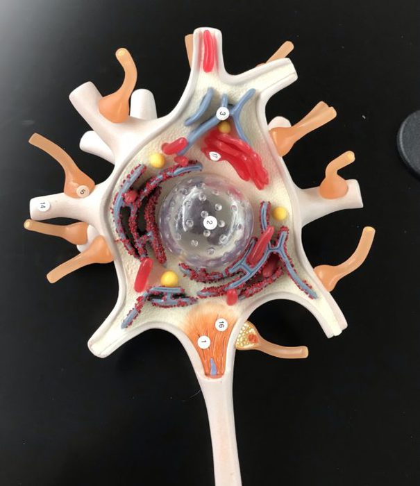 3d model of a neuron.