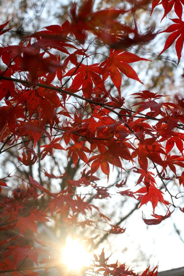 Sun shining through red maple leaves.