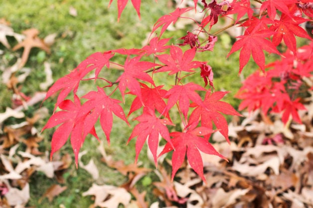 Red maple leaves.