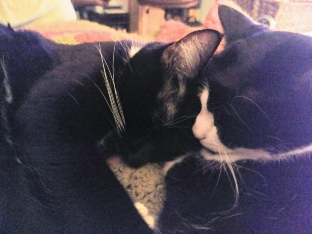 Two tuxedo cats sleeping.