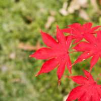 Three red maple leaves.