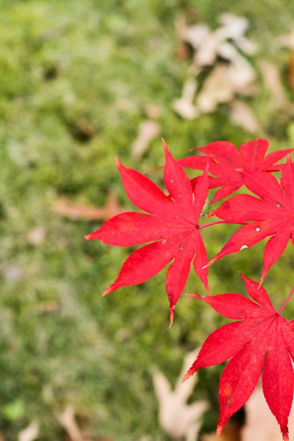 Three red maple leaves.