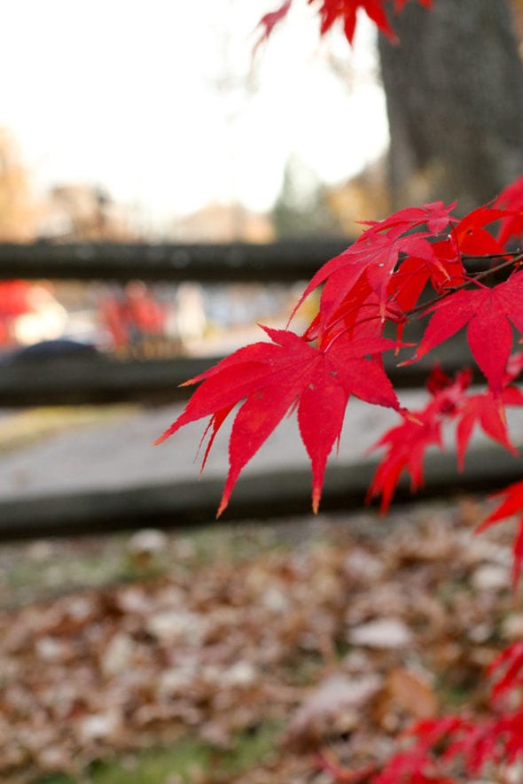 Maple leaves.