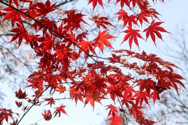 Red maple leaves viewed from below.