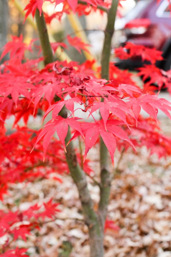 Red maple leaves.