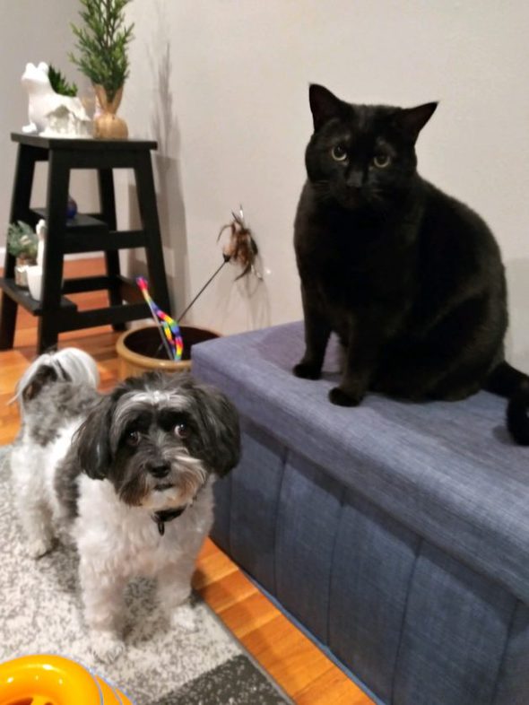A black cat and a small dog.