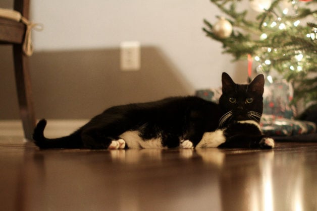 Black cat lying in front of Christmas tree.