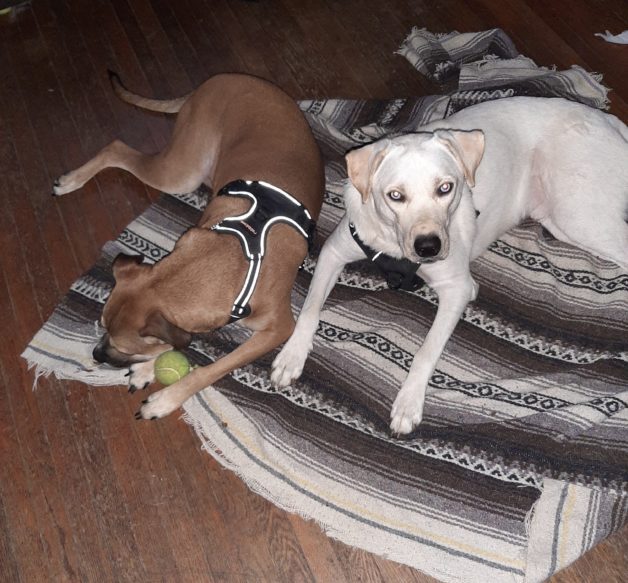 two dogs on a blanket.