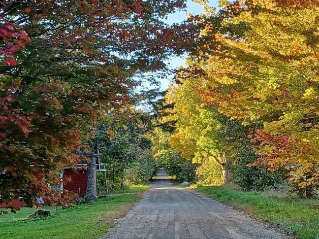 A road with autumn trees lining it.