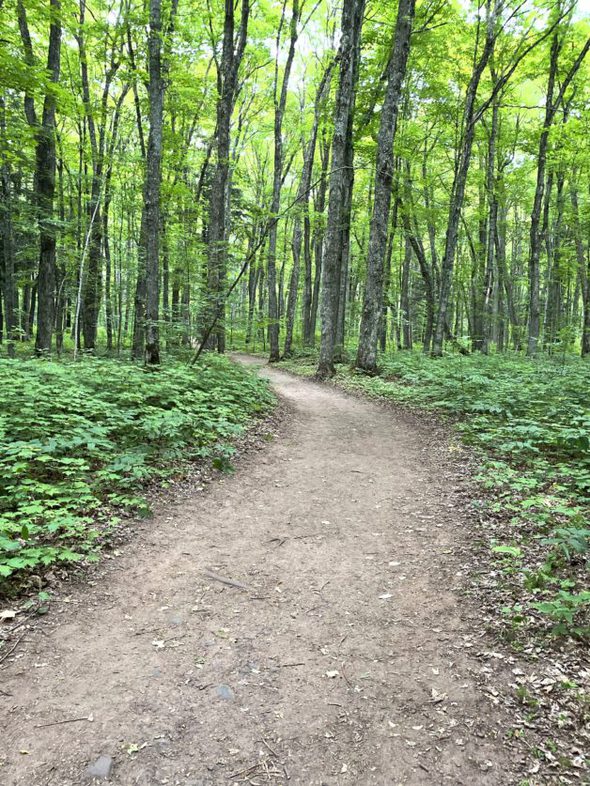 A trail through the woods in the summer.