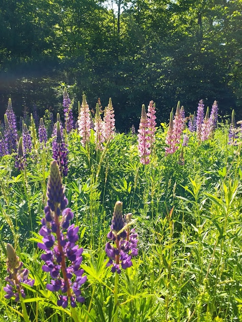 Lupines in a summer field.