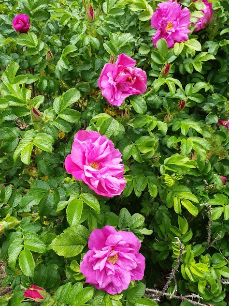 Maine pink roses.