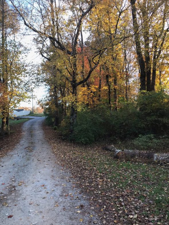 fall leaves on a driveway.