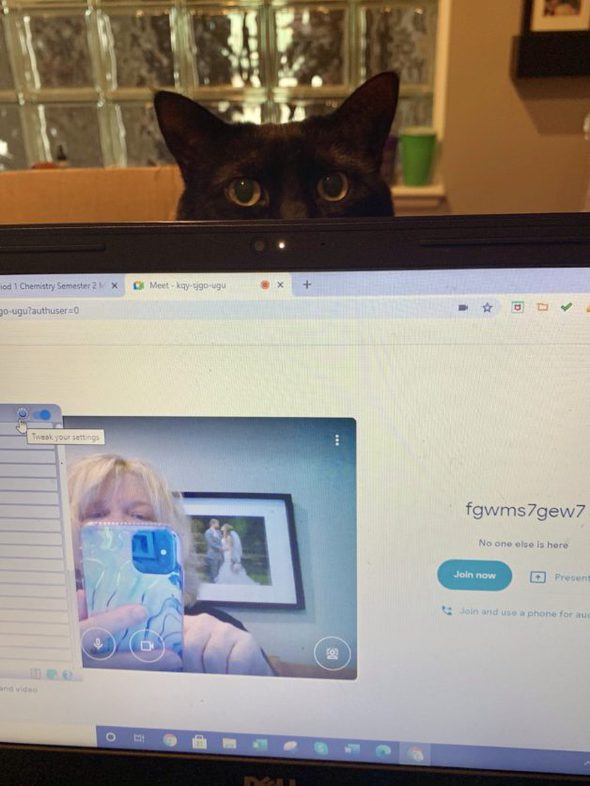 Steve's cat peeking over her laptop.