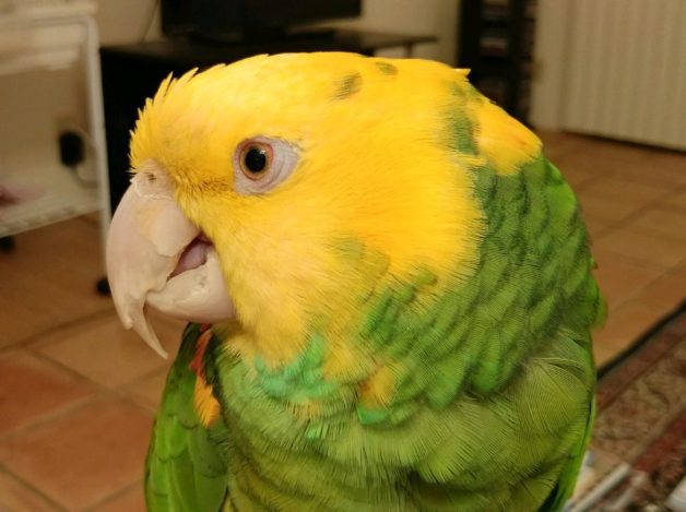 A yellow and green parrot.