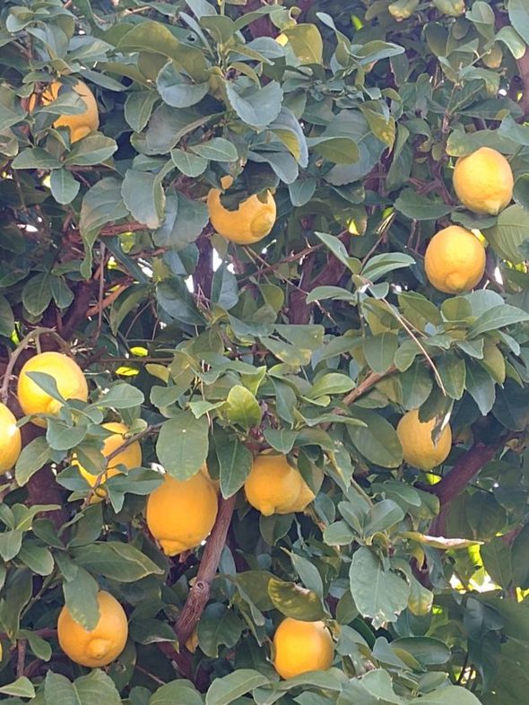 A lemon tree.