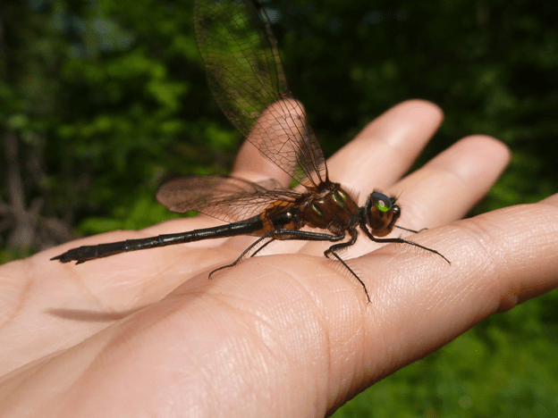 A dragonfly on a person's hand.