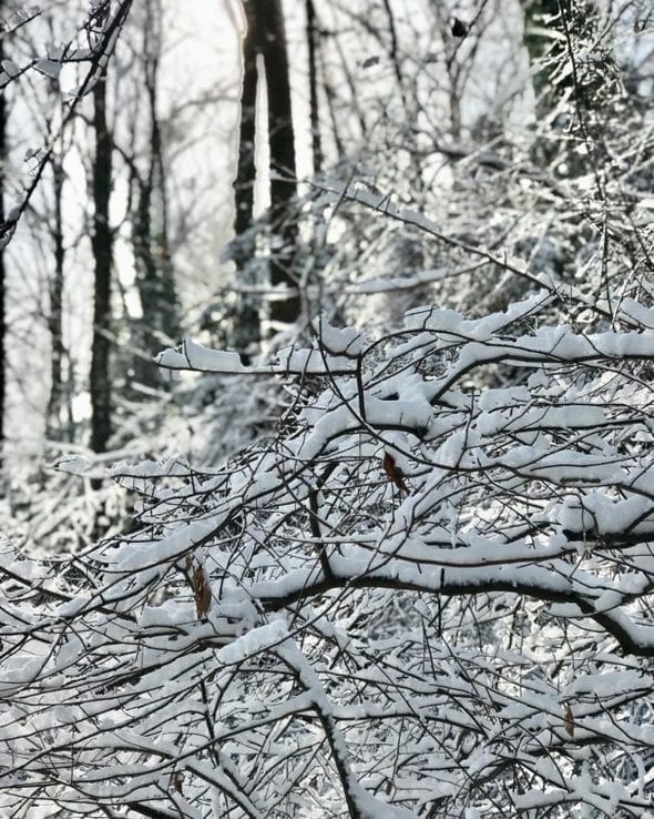 snow on branches.
