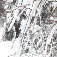 branches covered in snow.