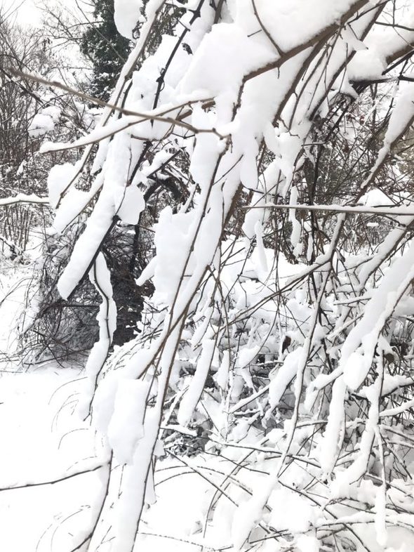 branches covered in snow.