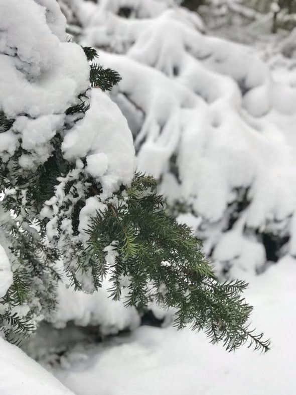 a snow covered pine branch.