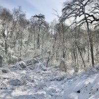 A snow, sunny morning scene in the woods.