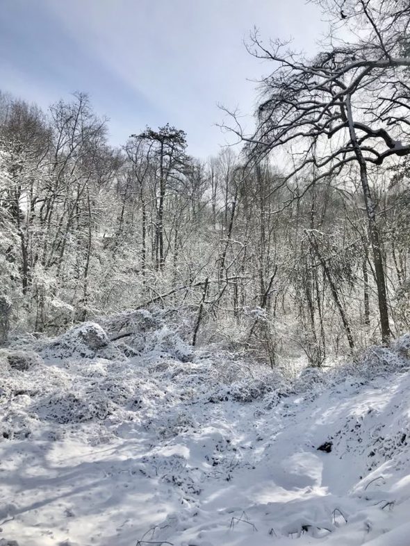 A snow, sunny morning scene in the woods.