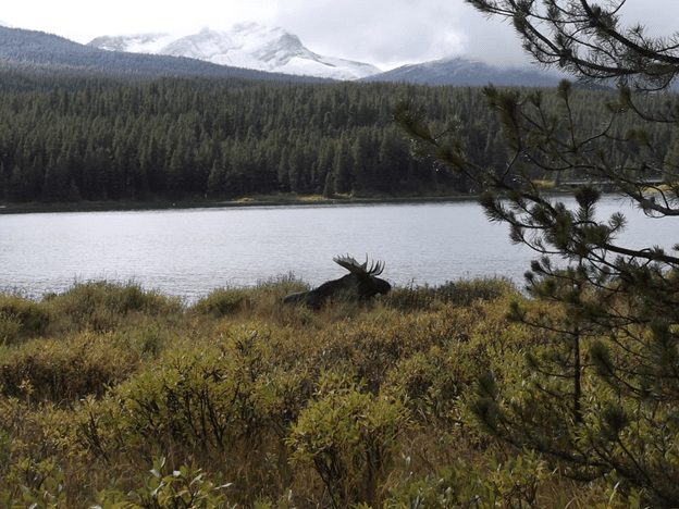 A moose near a lake.