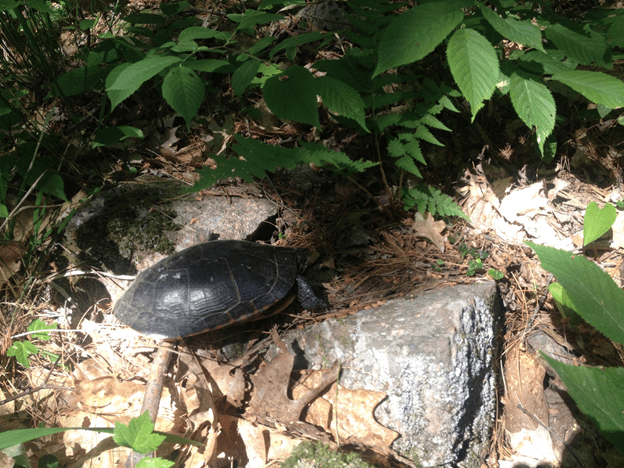 A turtle on a rock.