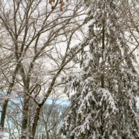 Snow on winter trees.