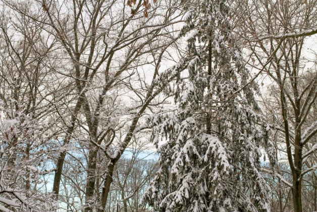 Snow on winter trees.