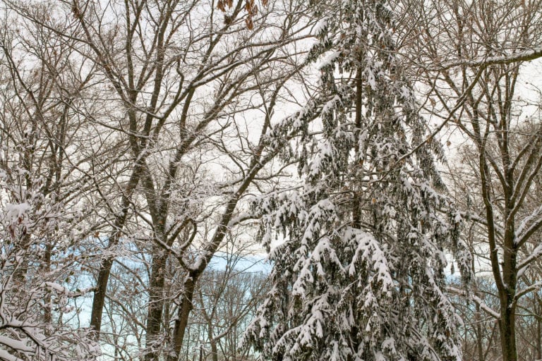 Snow on winter trees.