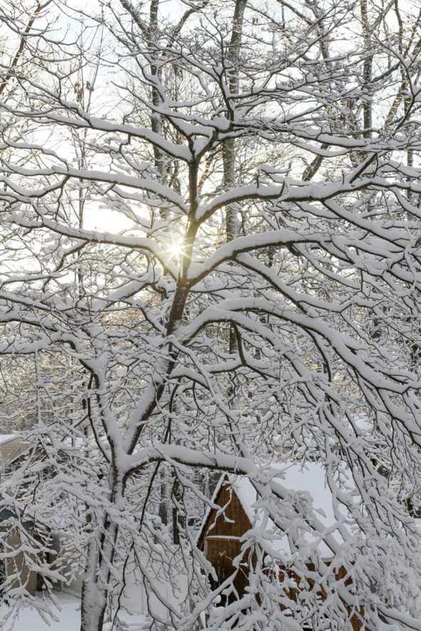 A setting sun peeking through a snow-covered tree.