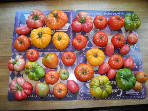 garden tomatoes on a countertop.