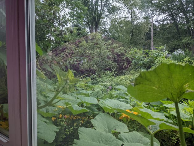 squash plants in a garden.