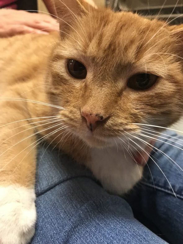 A ginger cat with white paws.