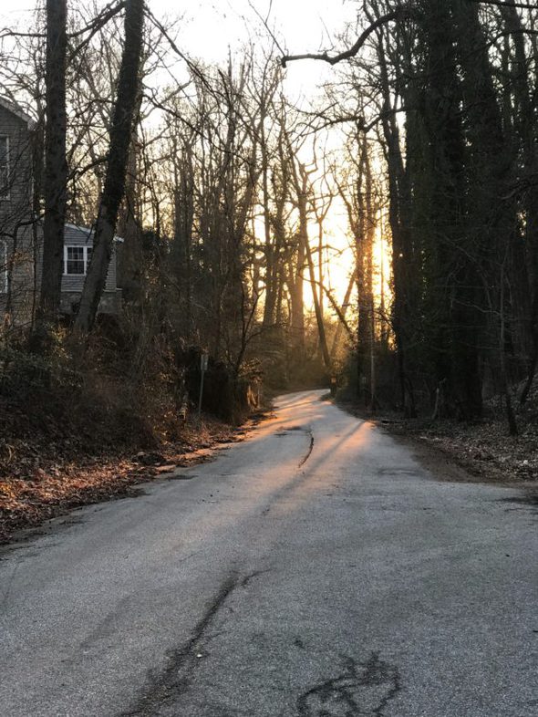 morning sun shining through trees.