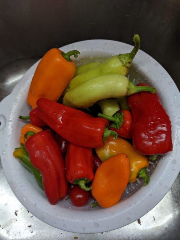 A bowl of garden peppers.