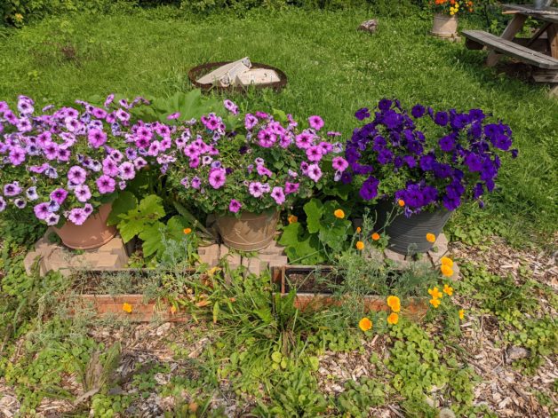 three pots of petunias.