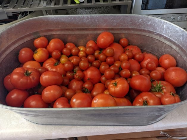 A large metal bucket full of tomatoes.