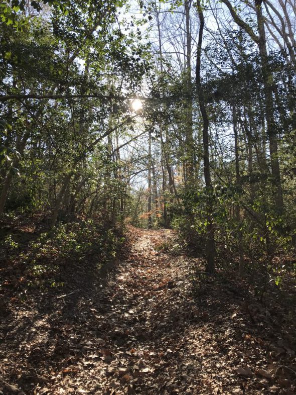 a sunny path through the woods.