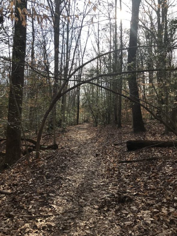 A trail in the woods.