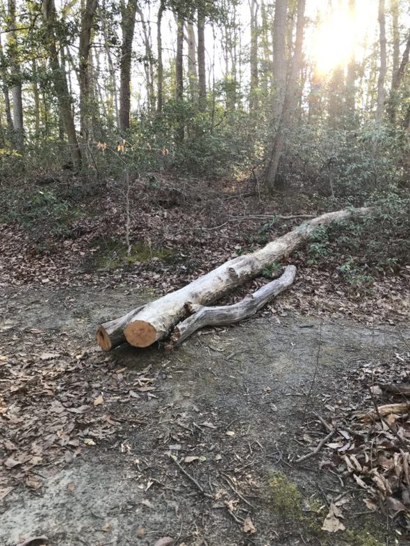 A log in the woods, at sunrise.