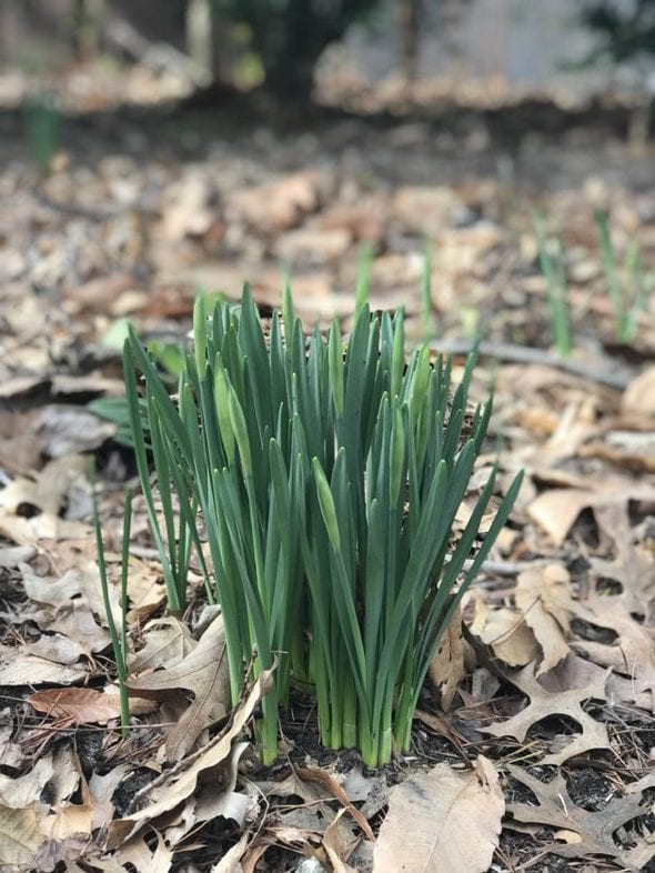 daffodil buds.